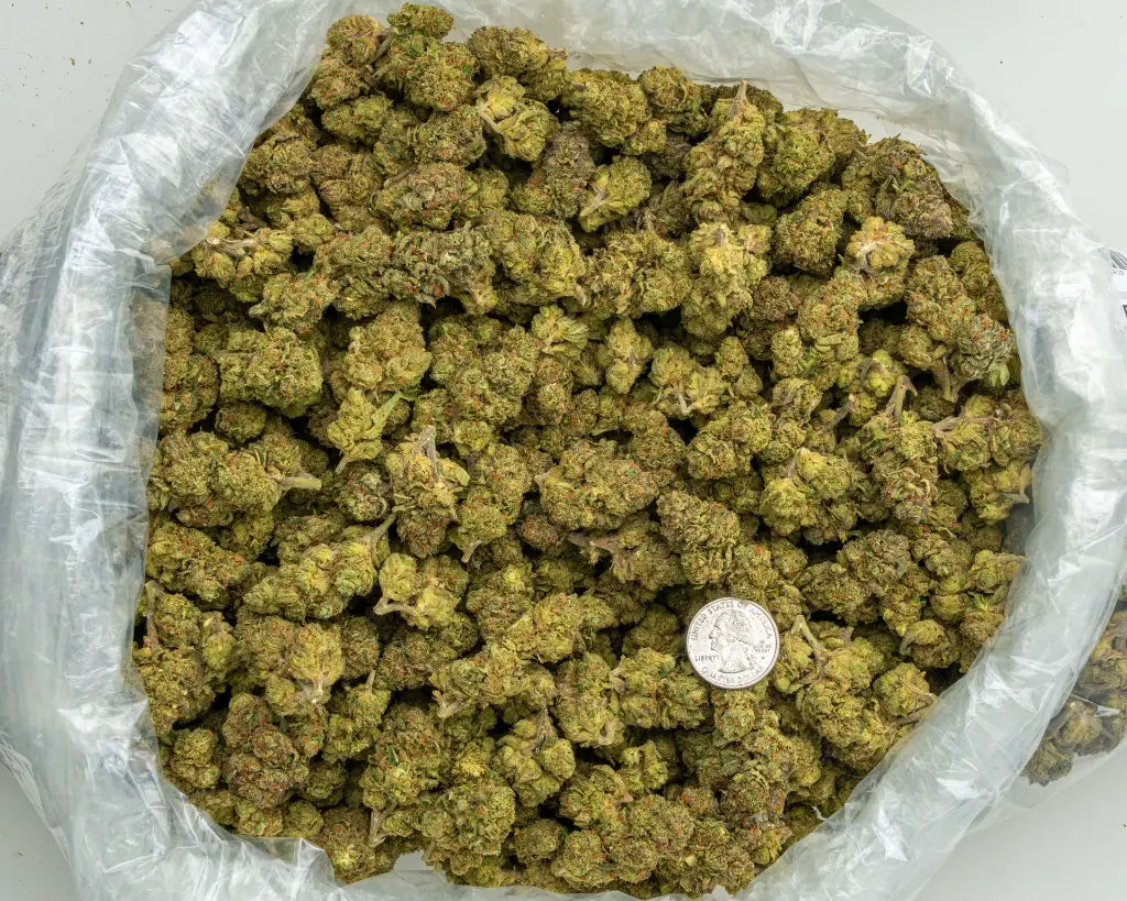 Runtz Punch LB - CannaBiomeHempCo