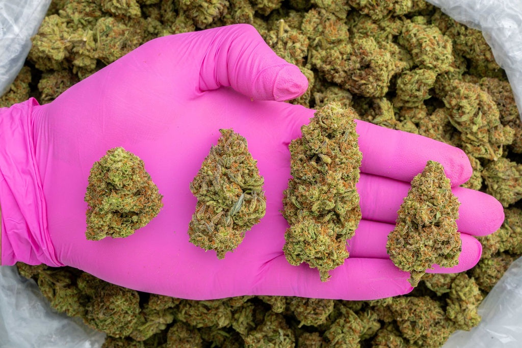 Steller Days LB - CannaBiomeHempCo