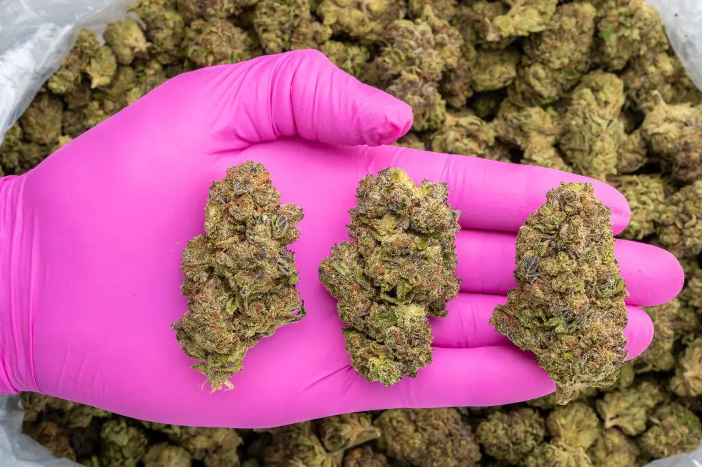 Garlic Truffle LB - CannaBiomeHempCo