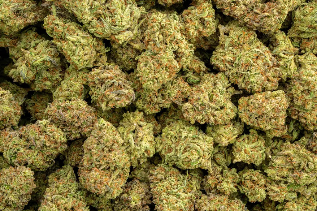 Steller Days LB - CannaBiomeHempCo