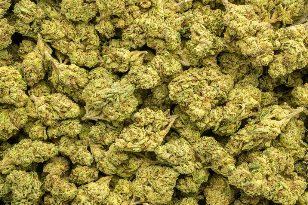 Lantz LB - CannaBiomeHempCo