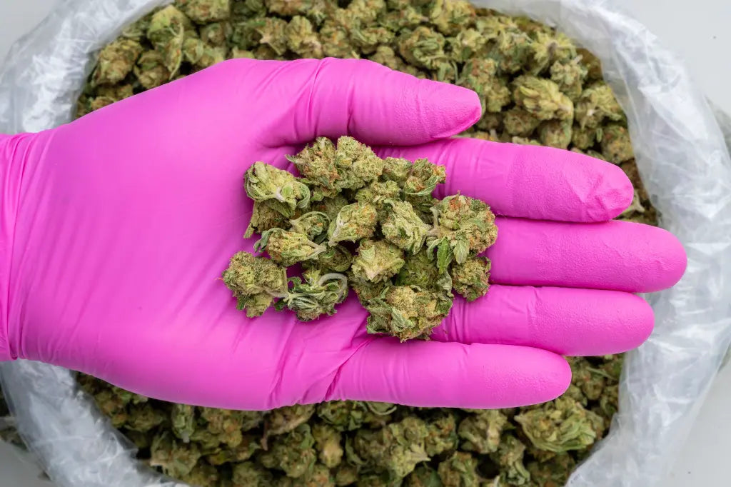 High Society Smalls LB - CannaBiomeHempCo